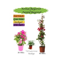 Kırmızı Renk Begonvil+pembe Begonvil+tül Kuşkonmaz 3'lü Peyzaj Seti