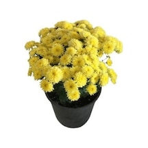 Sarı Kasımpatı Krizantem Hüzün Çiçeği Chrysanthemum 10-20 Cm