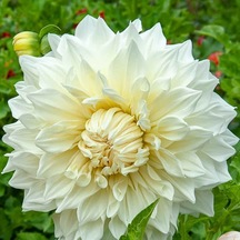 Beyaz Dahlia Fleurel Yıldız Çiçeği Yumrusu (1 adet)