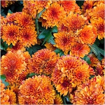 Chrysanthemum Turuncu Kasımpatı Çiçeği Fidanı 15-25 Cm Saksılı