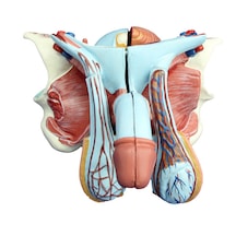 Erkek Genital Organ Modeli - Erkek Genital Organ Maketi 01