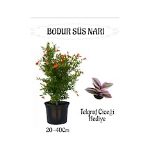 Bodur Süs Narı Fidanı 1 Adet Saksılı/tüplü+ Telgraf Çiçeği Hediyeli Bahçe Peyzaj Seti