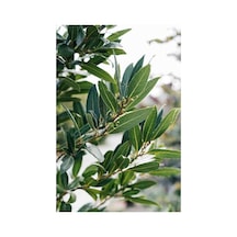 Defne Ağacı Fidanı Bahçeniz Için Aromatik Bitki 10-20 Cm