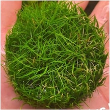 Mini Parvula In Vitro Cup Canlı Bitki