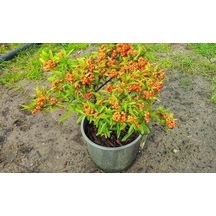 4 ADET Saksıda Ateş Dikeni (pyracantha) Fidanı (50-70 Cm)