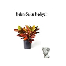 Renkli Yapraklı Kraton Çiçeği Sevgililer Gününe Özel Helen Saksı Hediyeli Bitki