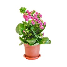 Videolu 1 Adet Pembe Renk Kalanşo Çiçeği 10-20 Cm Saksılı Çiçekli Bodur Bitkiler Kalanchoe