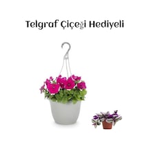 Sevgililer Gününe Özel Askılı Pembe Petunya Çiçeği Telgraf Hediyeli