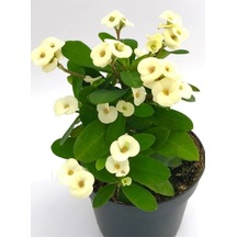 Dikenler Tacı Fidanı Beyaz 10-20 Cm