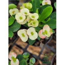 Milii Dikenli Taç Çiçeği Beyaz Renkli 10-15cm Euphorbia Milii