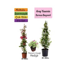 Mis Kokulu Arap Yasemini+kırmzı Begonvil+mezem Çiçeği 3'lü Bahçe Seti