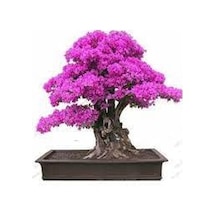 10 Adet Tohum Bodur Pembe Erguvan Bonzai Ağac Ekim Seti Saksı Top