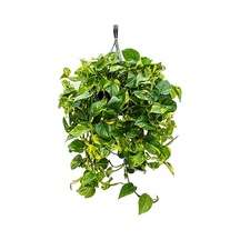 Pothos Sarmaşığı Askılı Saksıda Epipremnum Aureum Bitkisi Potos Ev Bitkisi Ofis Bitki Salon Bitkisi