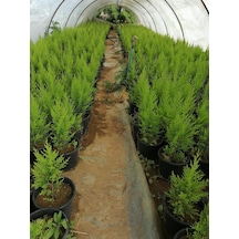 Serada Decor Plant Limon Selvi 10 Adet Kokulu Limon Cupressus Macrocarpa Goldcrest Saksılı 30-35 Cm