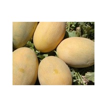 Kavun Ananas Tohumu - 10 Gram