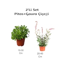 Pitos+ Gaura Çiçeği 2'li Set Dış Mekan Bitkisi