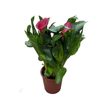 Calla Lilly 'pink' Gala Çiçeği