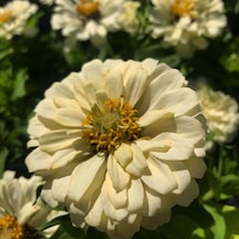 Dahlia Çiçekli Krem Zinya Çiçeği Tohumu 40 Tohum