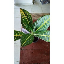 Kroton Bitkisi - Large Kraton - Croton Petra
