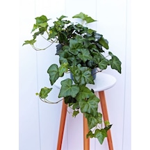 Yoğun Yapraklı, Canlı Duvar Sarmaşığı 40-60 Cm Hedera Helix Türü