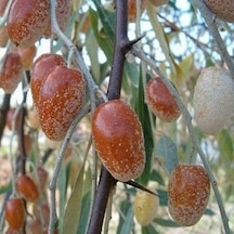 Tüplü Anadolu İğde Ağacı‏ Fidanı (150-200 cm)