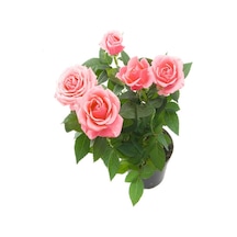 Sarmaşık Gül Fidanı Kokulu Açık Pembe 80 140 Cm Saksılı Aşılı Gül Pink Rose