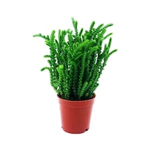 Videolu Mini Saksıda 1 Adet Prenses Çamı 10-25cm Princess Pine