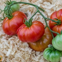 Etli Red Calabash Domates Tohumu 15 Tohum