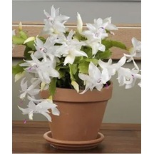 Beyaz Yılbaşı Çiçeği Fidanı 20-30 Cm Saksılı Çiçekli Bodur Bitkiler White Zygocactus