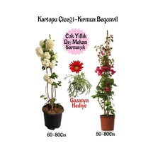 Kartopu Çiçeği 1 Adet +kırmızı Begonvil 1 Adet+ Kırmızı Gazanya Hediyeli Saksılı Bahçe Seti
