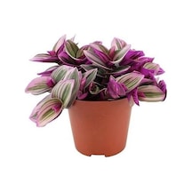 Pembe Yapraklı Tradescantia Nanouk Telgraf Çiçeği 10-20 Cm