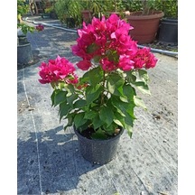 Videolu Bodur Pembe Begonvil 30 50 Cm 1 Adet Saksılı Çiçekli Bahçe Bitkisi Bougainvillea