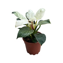 Philodendron 'Birkin' Ø17 CM Y30-35 CM