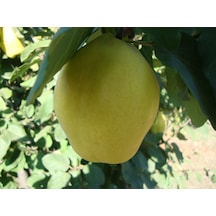 Eşme Ayva Fidanı
