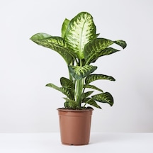 Difenbahya Tropik - Ağlayan Çiçek 40 Cm 3 Adet