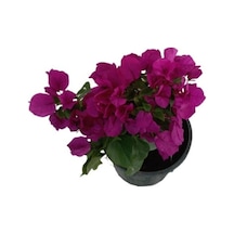Çingene Mor Bougainvillea Begonvil Çiçeği Fidanı 10-20 Cm