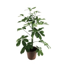 Serada Decor Plant Yeşil Şeflera Çiçeği Fidanı 100cm-120cm