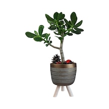 Sukulent Crassula Ovata | Ayaklı Gold Sakıda