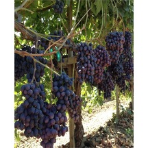 Videolu Lezzetli Üzüm Asması Fidanı 30-60 Cm Tüplü Çiçekli Bodur Bitkiler "grapevine"