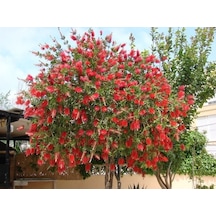 Fırça Çalısı Callistemon 5 Adet 20 - 30 Cm