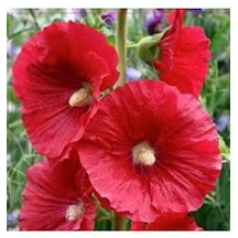 50 Adet Tohum Nadir Kırmızı Fatma Gül Gül Fatma Çiçek Tohumu Saksı Toprak Hediye