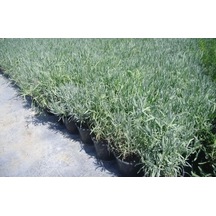 Lavanta Fidanı 2 Adet 30-40 Cm Lavandula İntermedia