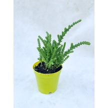 Videolu 1 Adet Prenses Çamı Çiçeği 10-15 Cm Saksılı Çiçekli Bodur Bitkiler Crassula Muscosa