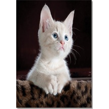 Cakasepetim Yavru Sevimli Beyaz Kedi Ahşap Mdf Tablo