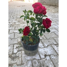 Videolu Koyu Kırmızı Kokulu Yediveren Gül 50 70 Cm Saksılı Aşılı Gül Red Rose
