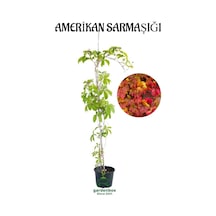 Duvar Çit Sarmaşığı Saksılı/tüplü 50-70cm Bahçe Sarmaşığı Kırmızı Renge Döner
