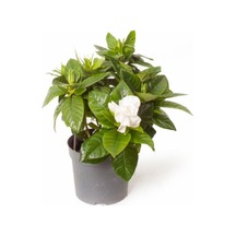 Gardenya Tomurcuk Çiçekli Gardenia Jasminoides 15 Cm