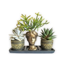 Haworthia & Echeveria & Rhipsalis 3'lü Sukulent Seti Helen Gold Serisi
