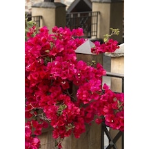 Kırmızı Begonvil Çiçeği 50-60cm /şuan Çiçeksizdir Bougainvillea