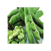 Yerli Ata Tohumu Sakız Bakla 50 G